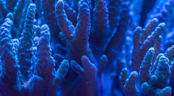 Estudio revela la severa contaminación que las heces humanas provocan en los corales (FayerWayer)
