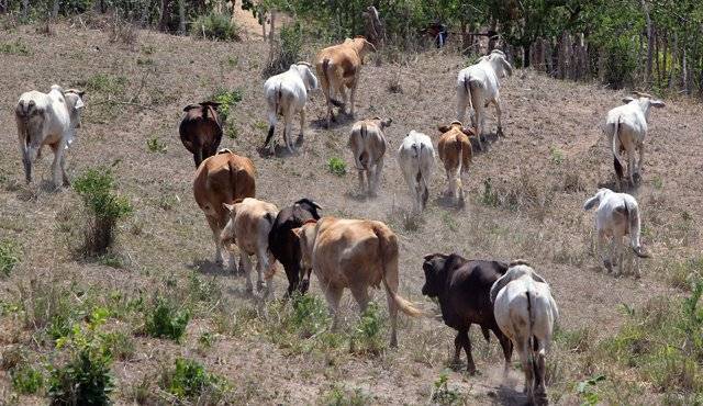 Sinaloa: Imploran ganaderos de San Ignacio porque haya más lluvias (Linea directa)
