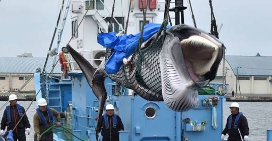 La caza comercial de ballenas se reanuda en Japón (CNN)