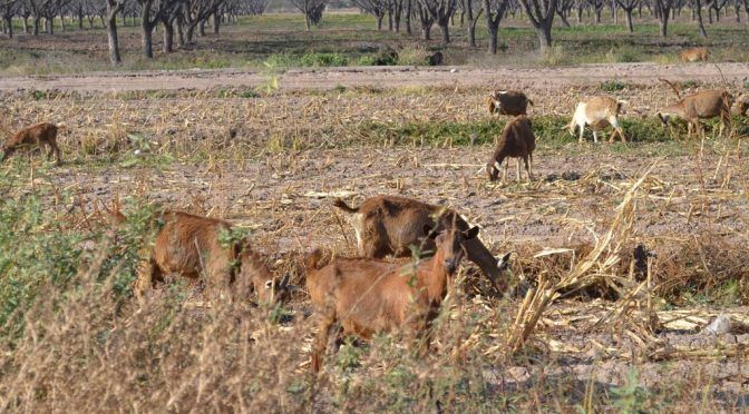 Durango: Sequía no es leve, es aguda: productores (El Siglo de Torreón)