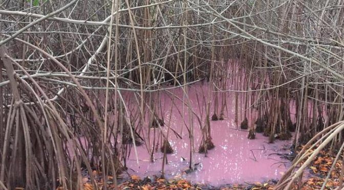 Quintana Roo: Contaminación pinta de rosa el agua de manglares de Puerto Morelos (Novedades)