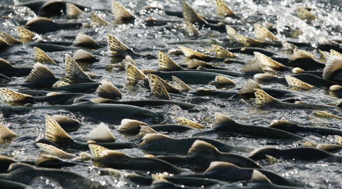 EE.UU: Las altas temperaturas del agua provocan un muerte masiva de salmones en Alaska (RT)