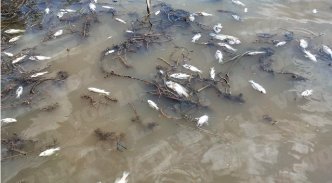 Coahuila: Ecocidio en el río Sabinas (La Voz)