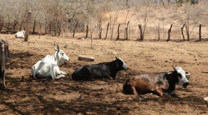 Sinaloa: Despiden ganaderos de Concordia la sequía que tanto afectó (Línea Directa)