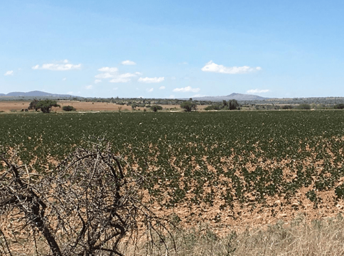 Zacatecas: CIOAC: situación del campo por la sequía podría considerarse una crisis de dimensiones históricas (La Jornada)