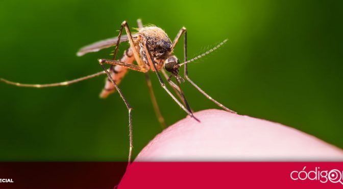 Querétaro: Realizarán segunda jornada nacional para combatir dengue, chikungunya y zika (Código Qro)