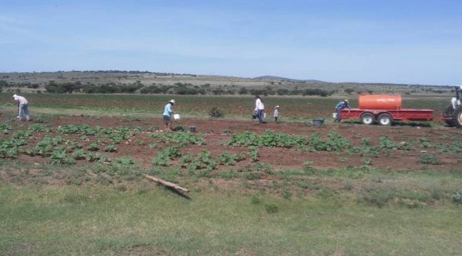 Durango: familia acarrea agua para salvar su siembra (El Sol de Durango)