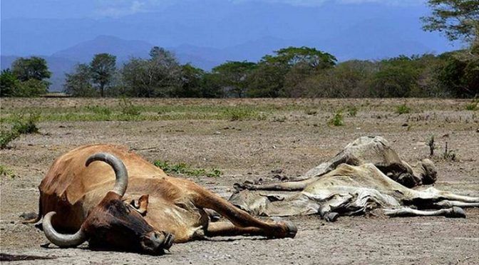 San Luis Potosí: sequía obliga a ganaderos a deshacerse de sus animales (El Sol de San Luis)