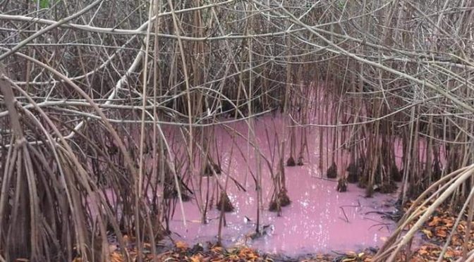 Quintana Roo: Esta es la razón del agua rosa en manglares de Puerto Morelos (SIPSE)