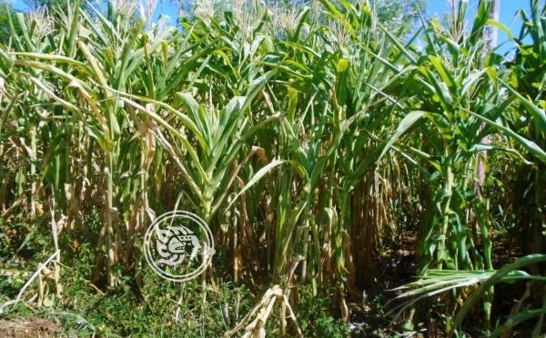 Veracruz: Peligran 30 mil hectáreas de maíz en la Sierra de Soteapan (Imagen del Golfo)