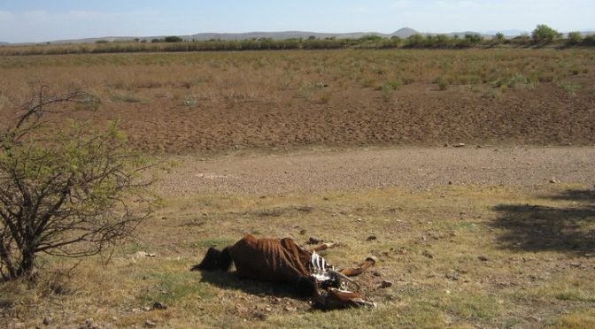 Durango: Declaran desastre por sequía (El Siglo de Durango)