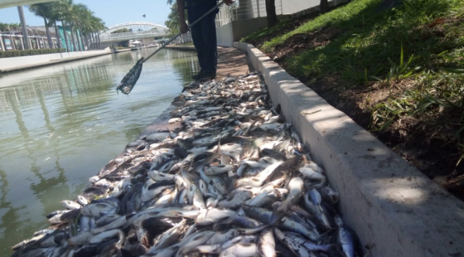 Tamaulipas: Canal de la Cortadura arroja miles de peces muertos (El Sol de Tampico)