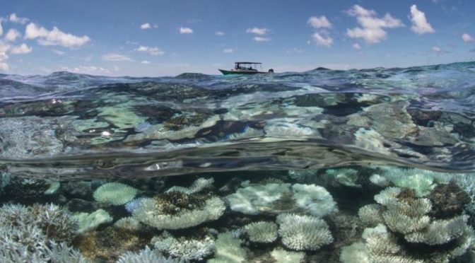 Quintana Roo: Aguas negras inciden en muerte de corales (Cuarto Poder)