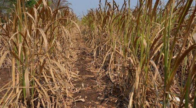 Veracruz: Reduce sequía un 30% la producción de caña este año (El Sol de Córdoba)