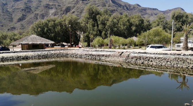¿Ecocidio o descuido? Autoridades de Coahuila investigan la muerte de miles de peces en Pueblo Mágico (Animal Político)