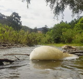 Jalisco: Contaminan río turístico en Bosque La Primavera (Red TN)