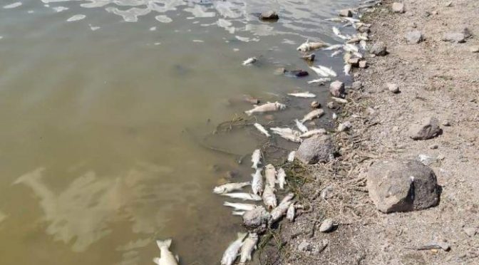 San Luis Potosí: Bajo nivel del agua mata a cientos de peces en presa de Rioverde (Pulso)