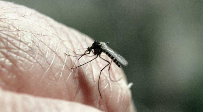 ONU: entre enero y junio se reportaron 214.021 casos de malaria en Venezuela (Sputnik)