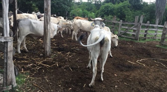 Yucatán: Clausuran la granja bovina (Diario de Yucatán)
