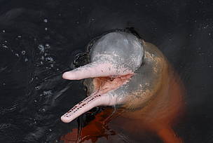 Hidroeléctricas y minería ilegal amenazan a los delfines de río de Suramérica (wwf)