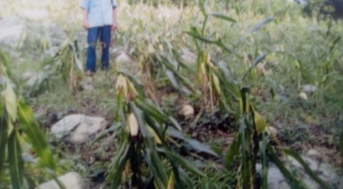 Gerrero: En riesgo de perderse la cosecha de flores en los campos de Tixtla (Redes del Sur)