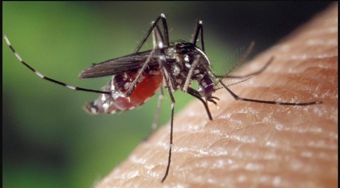 La crisis climática causará una invasión de mosquitos y escasez de agua en el Mediterráneo (La Vanguardia)