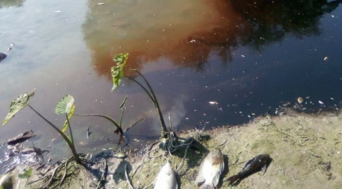 Nuevo León: Contaminación por aceite en río La Silla se extiende 32 kilómetros (Televisa. News)