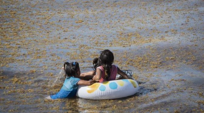 El sargazo provoca grave contaminación en las playas, afirman (Economiahoy.mx)