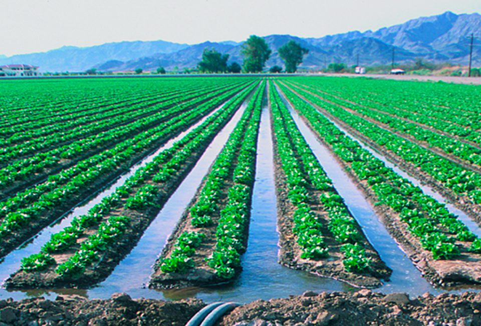 Tendencias del uso agrícola del agua en tres municipios del bajío michoacano