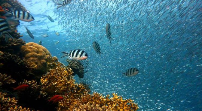 México: Los peces escapan al fondo del océano por el cambio climático (El País)