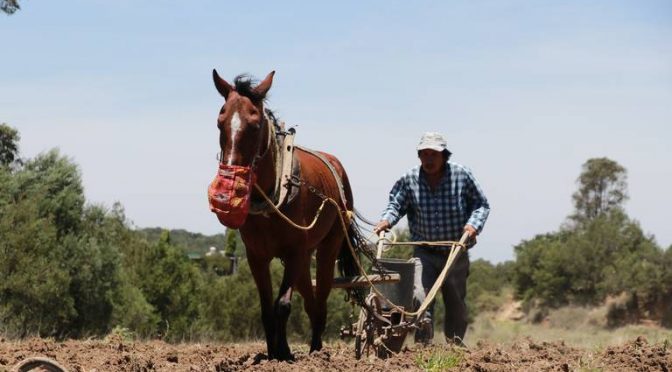 Michoacán: Afecta sequía 66 mil has de cultivos: Sedrua (El Sol de Morelia)