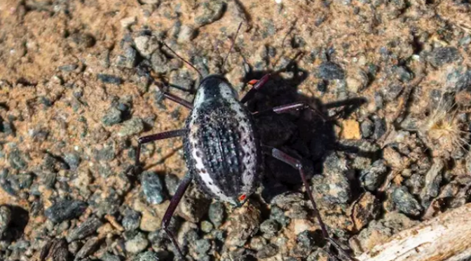 Internacional: Escarabajos inspiran una nueva técnica para obtener agua en el desierto (Notimerica)