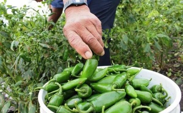 México: Productos extranjeros invaden México ¡Hasta el chile que consumimos viene de CHINA! (La verdad)