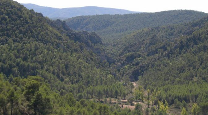 México: Los bosques y su riqueza natural, demasiado valiosos para perderlos (Quadratin Michoacán)