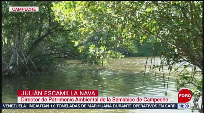 Campeche busca proteger corredor biológico Báalam´Beh (televisa.news)