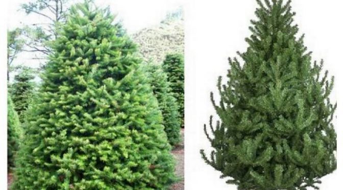 ¿Qué es más ecológico, árbol de navidad natural o artificial? (La Prensa)
