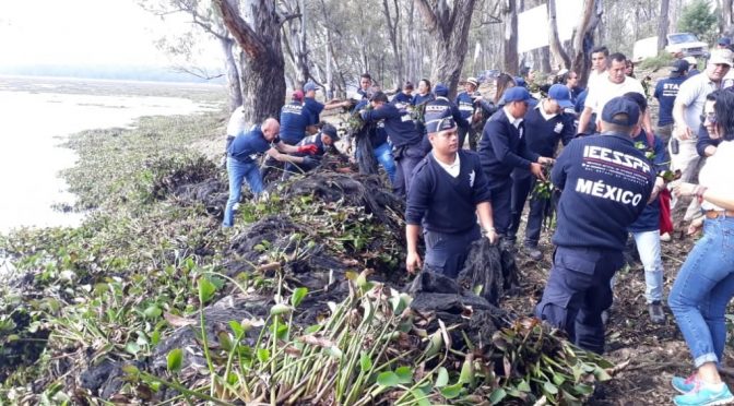 Michoacán: limpiarán presa Cointzio; van por retirar lirio en 80 hectáreas (Quadratín Michoacán)