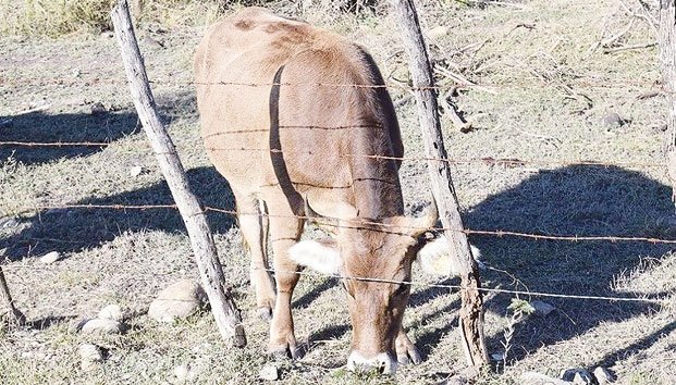Coahuila: Atraviesa ganadería por prolongada sequía (Inforural)