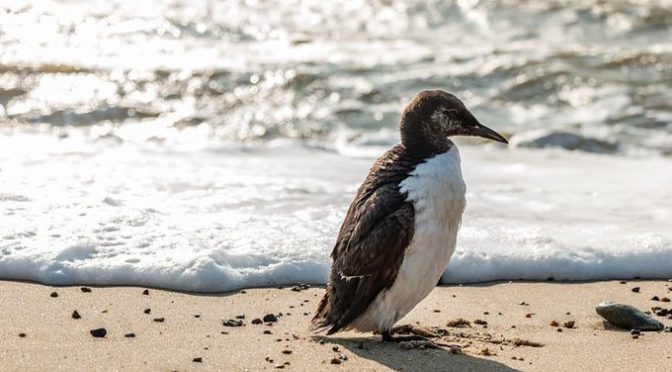 Estados Unidos: en el Pacífico una mancha de agua caliente provocó la muerte de un millón de aves (Plumas Atómicas)
