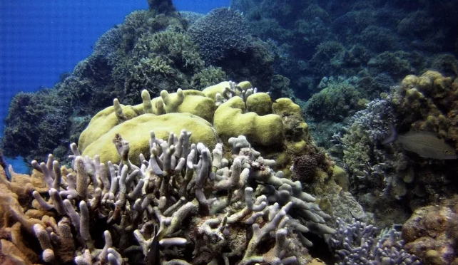 Europa: El futuro de los arrecifes para 2100 es “sombrío”, pueden quedarse sin hábitats (El Universal)