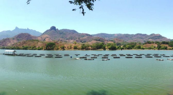 Nayarit: Cambia color de agua marina tras cierre de playas (La Jornada)