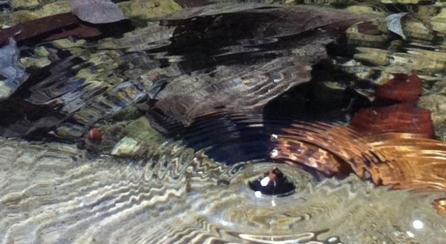 México: Greenpeace exige a AMLO que sancione a Alfonso Romo, fundador de la empresa Enerall, por el desastre ambiental ocasionado en el paraíso maya (Greenpeace)