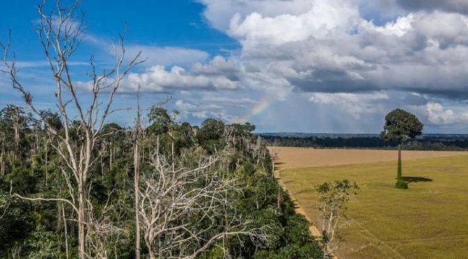 Cambio climático transformará en 50 años a la selva de la Amazonía en sábana (La Verdad)