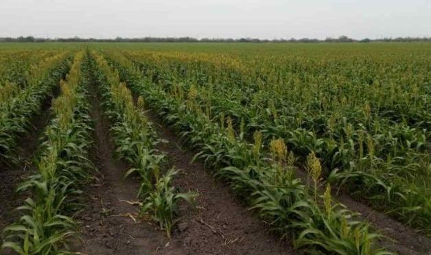 Tamaulipas: perjudica falta de agua a agricultores (El Mañana)