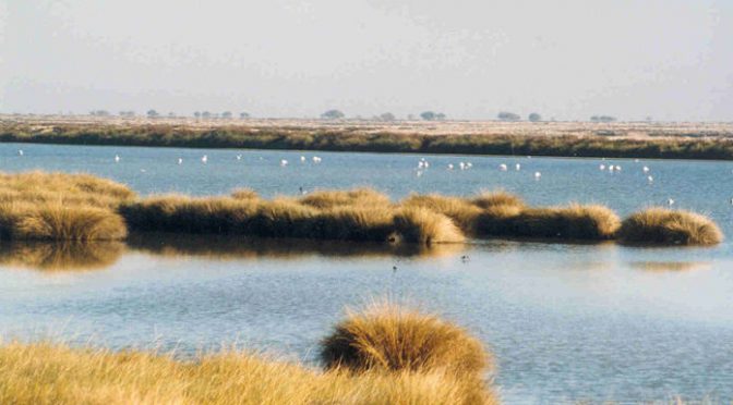 España: Contaminación por nitratos en aguas superficiales de Doñana (Ambientum)