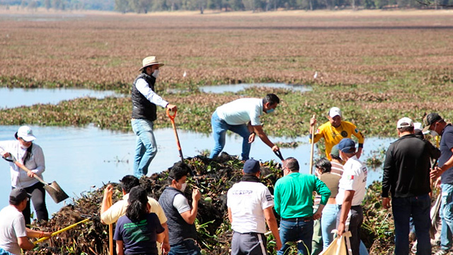 Michoacán: retiran lirio acuático de presa de Cointzio (Mi Morelia)