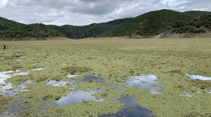 España: Una planta invasora cubre una gran extensión del río Tajo en el Parque Nacional de Monfragüe (El País)