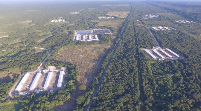 Yucatán: Espacios naturales ocupados y agua contaminada, las irregularidades de las granjas porcícolas  (Animal Político)