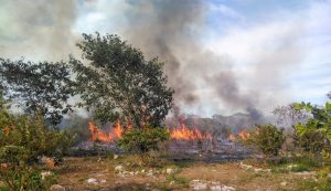 Incendios que siembran la deforestación en la Península de Yucatán (Animal Político)