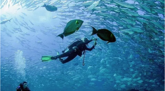 CDMX: Litoral mexicano: encanto bajo el agua (Luces del Siglo)